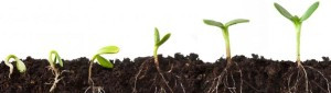 sprouts