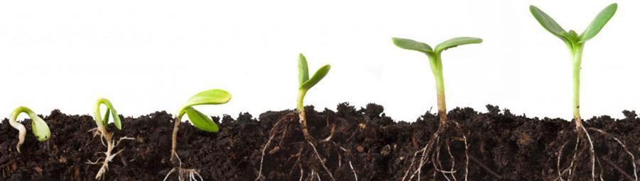 sprouts